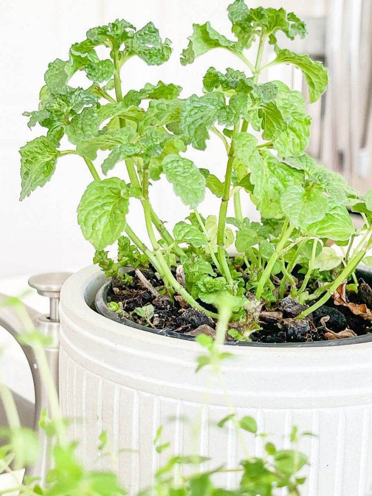 CURLY IN A POT