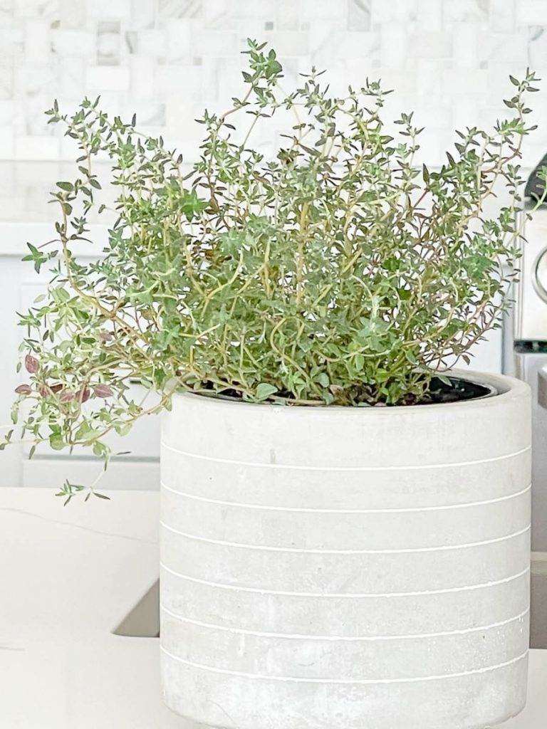 A GRAY POT OF THYME