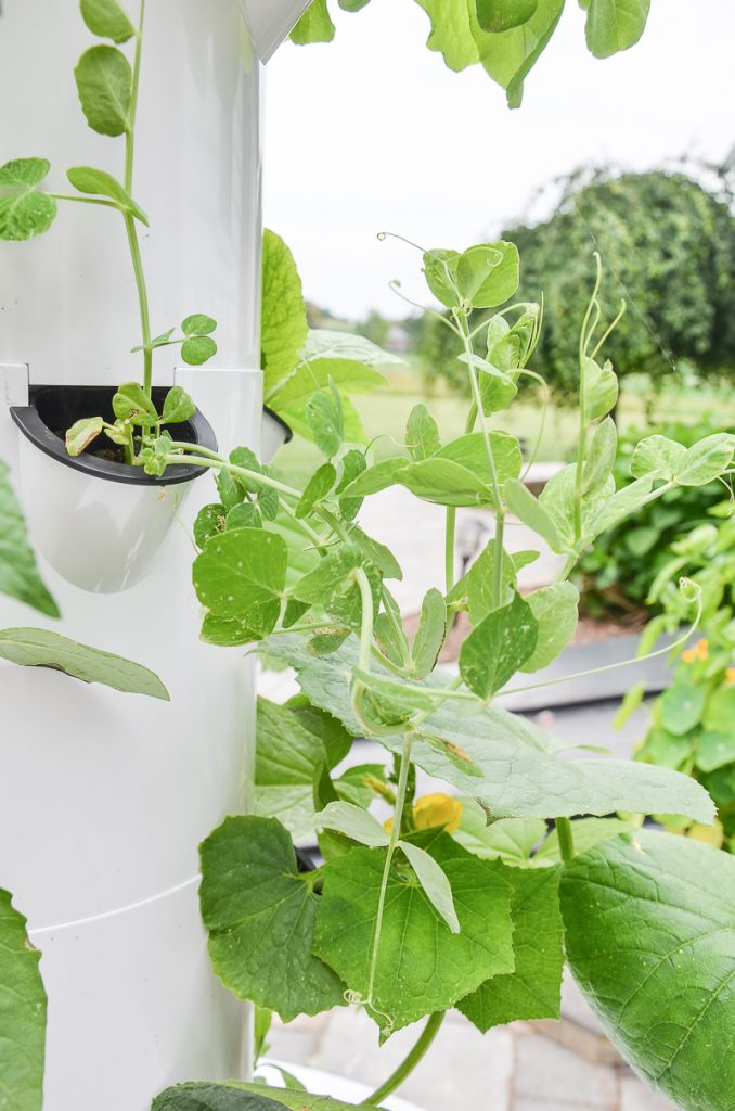 veggies growing in a tower garden