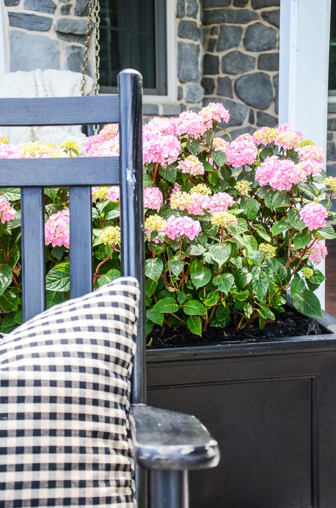 hydrangeas in a rectangle container garden