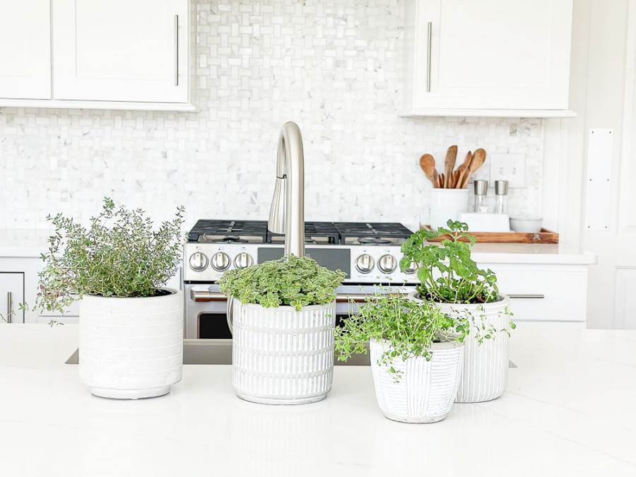 HERB POTS SITTING ON A KITCHEN COUNTER