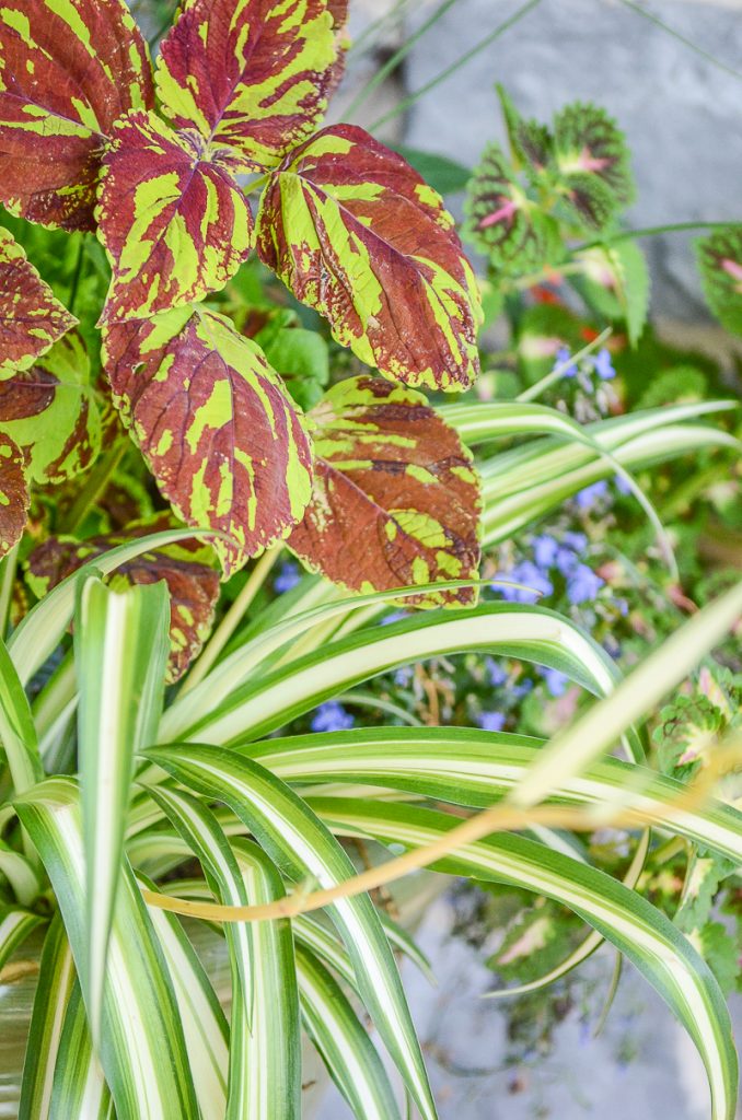 variegated purple and green coleus in container garden on the porch