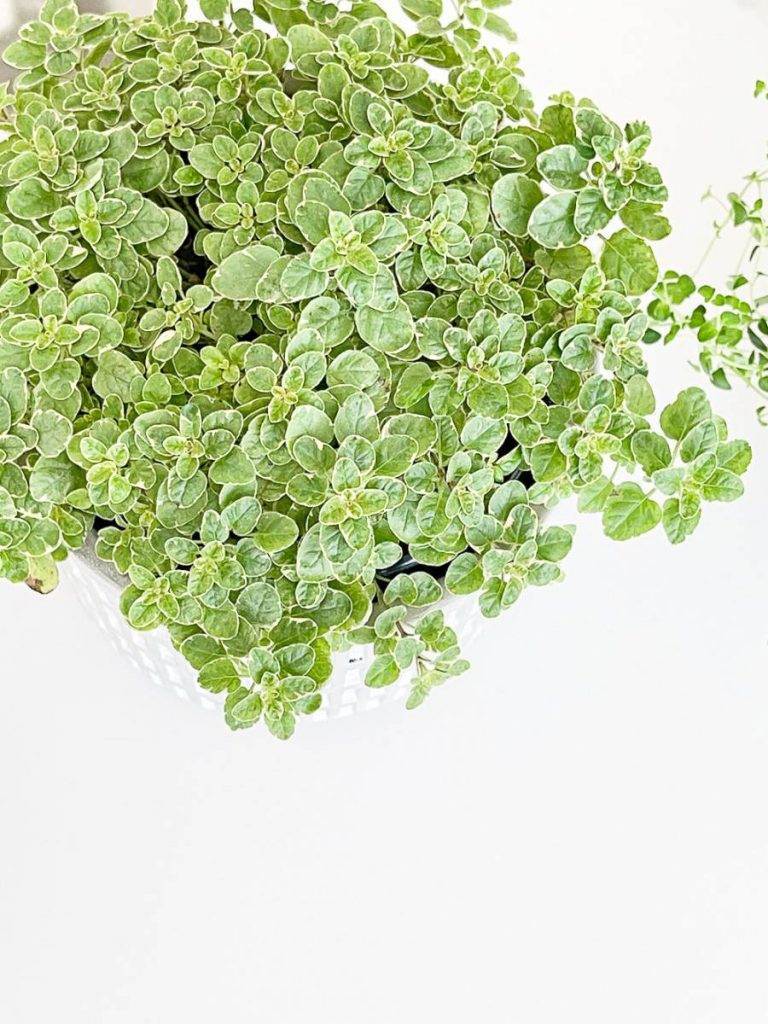 VARIGATED OREGANO IN A POT