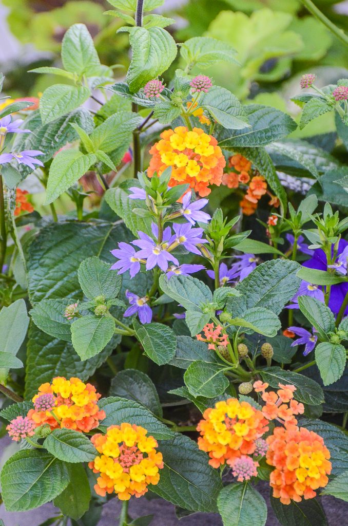 orange lantana and purple fairy flower