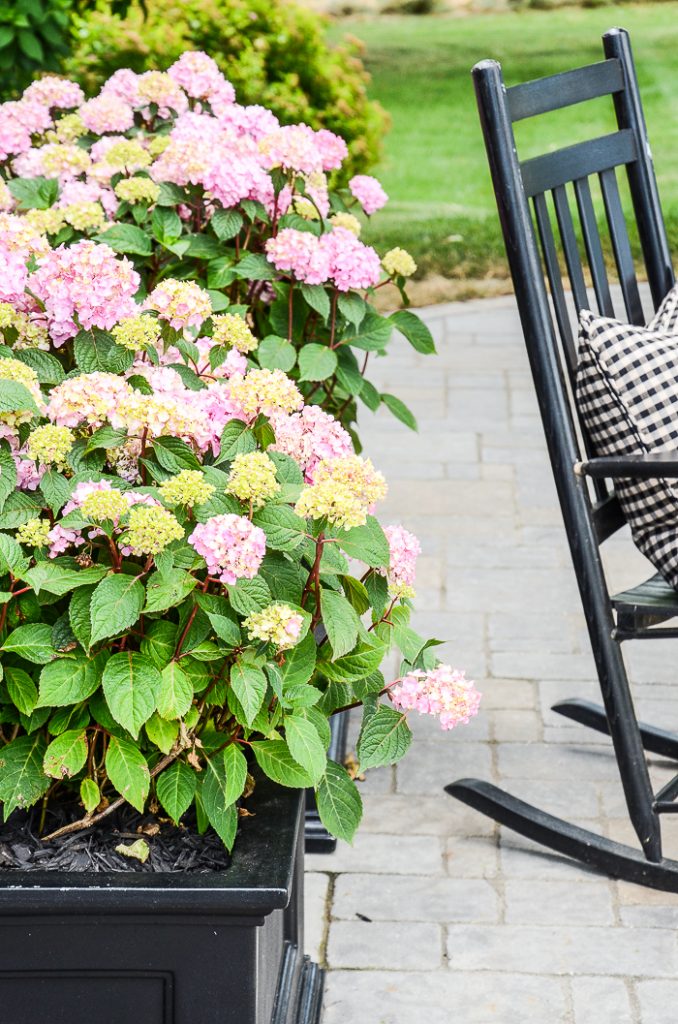 BEAUTIFUL PINK HYDRANGEAS IN A BLACK PLANTER