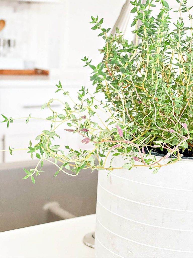 THYME IN A PRETTY GRAY AND WHITE POT