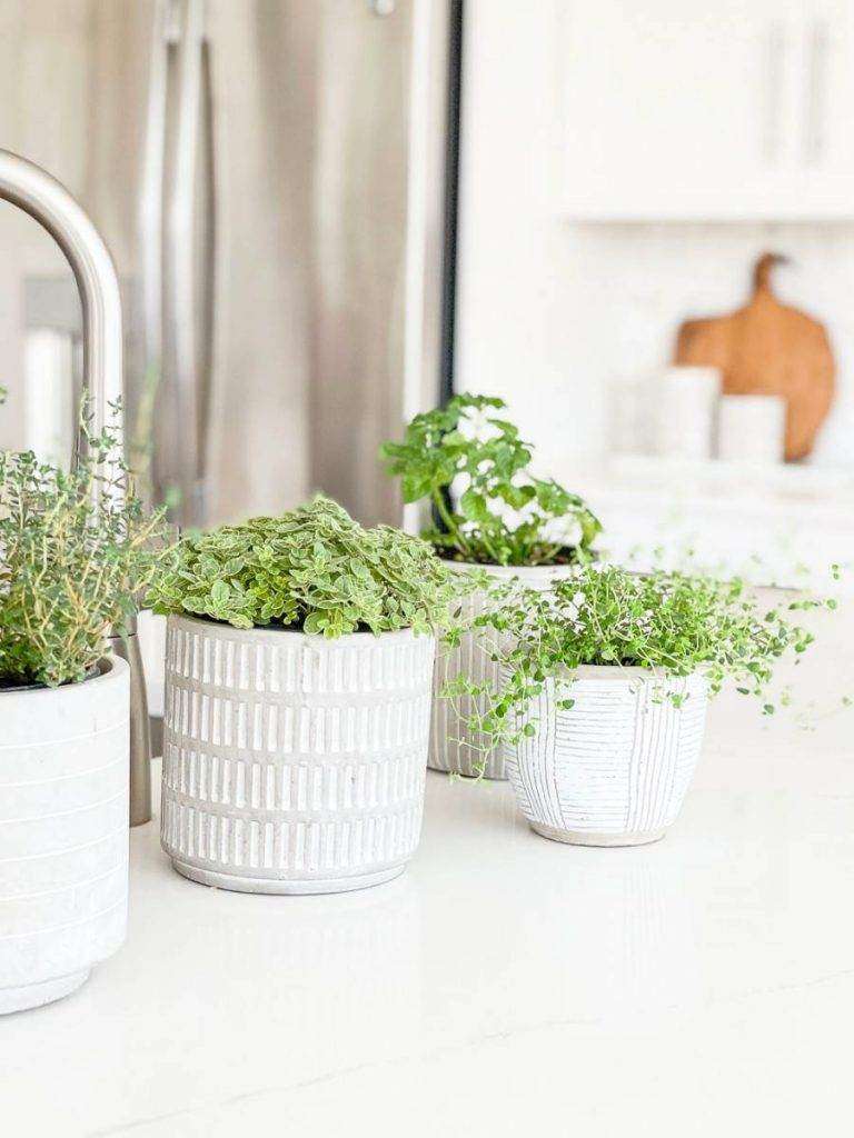 GROUP OF HERBS IN POTS