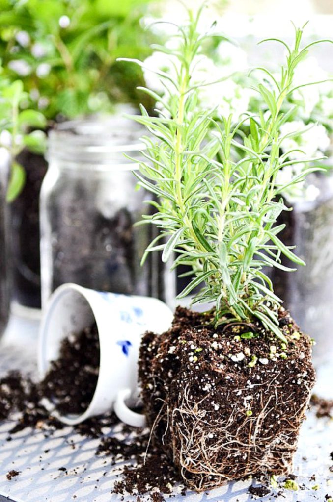 rosemary  ready to be planted 