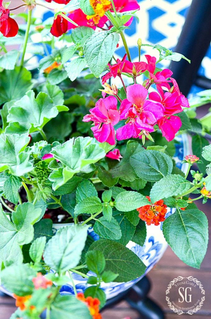 hot pink geraniums in a blue and white ceramic pot