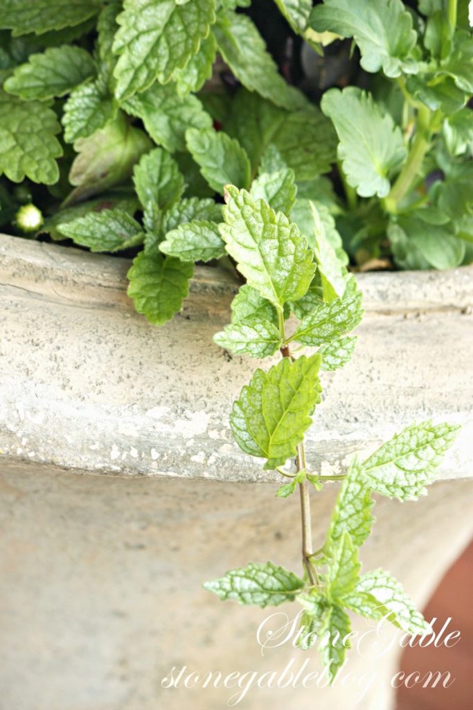 mint in an urn