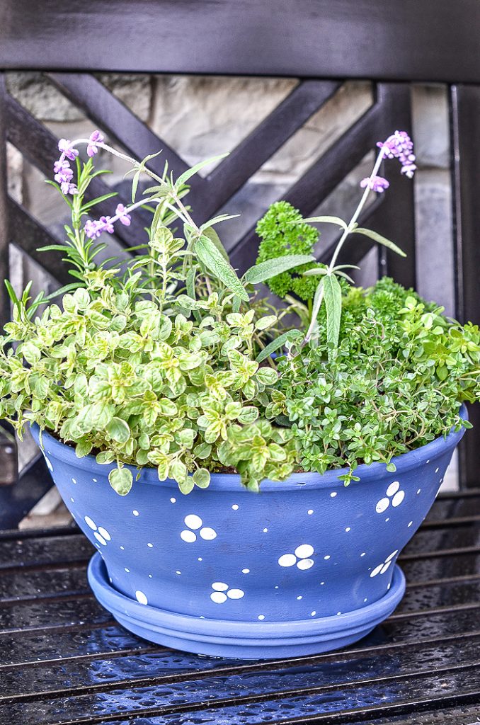 HERB GARDEN ON A BENCH