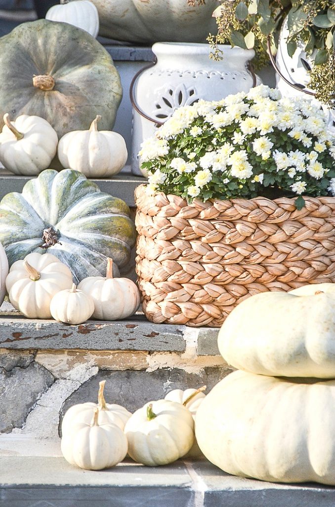 BLUE AND GREEN PUMPKINS AND WHITE MUMS ON STEPS