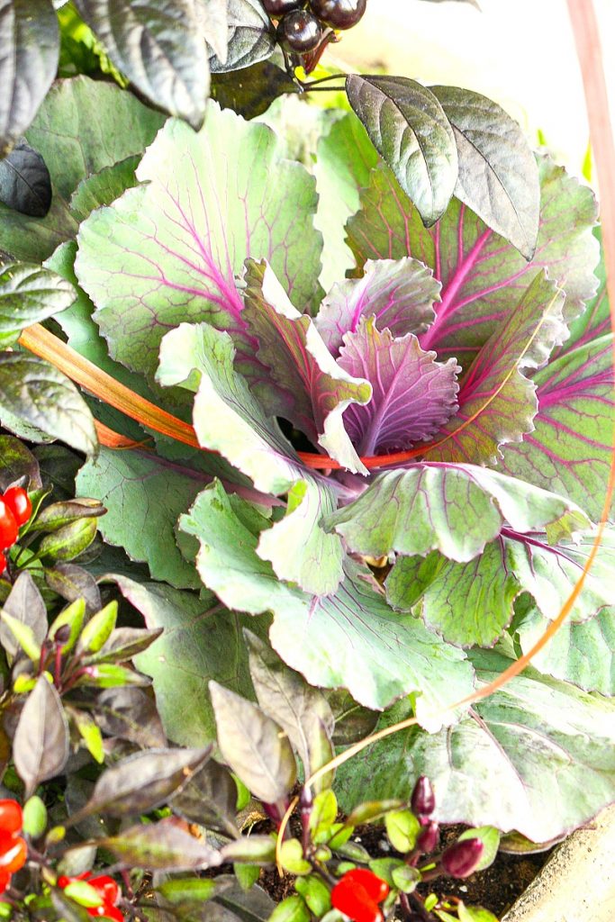 ornamental cabbage in a fall container garden