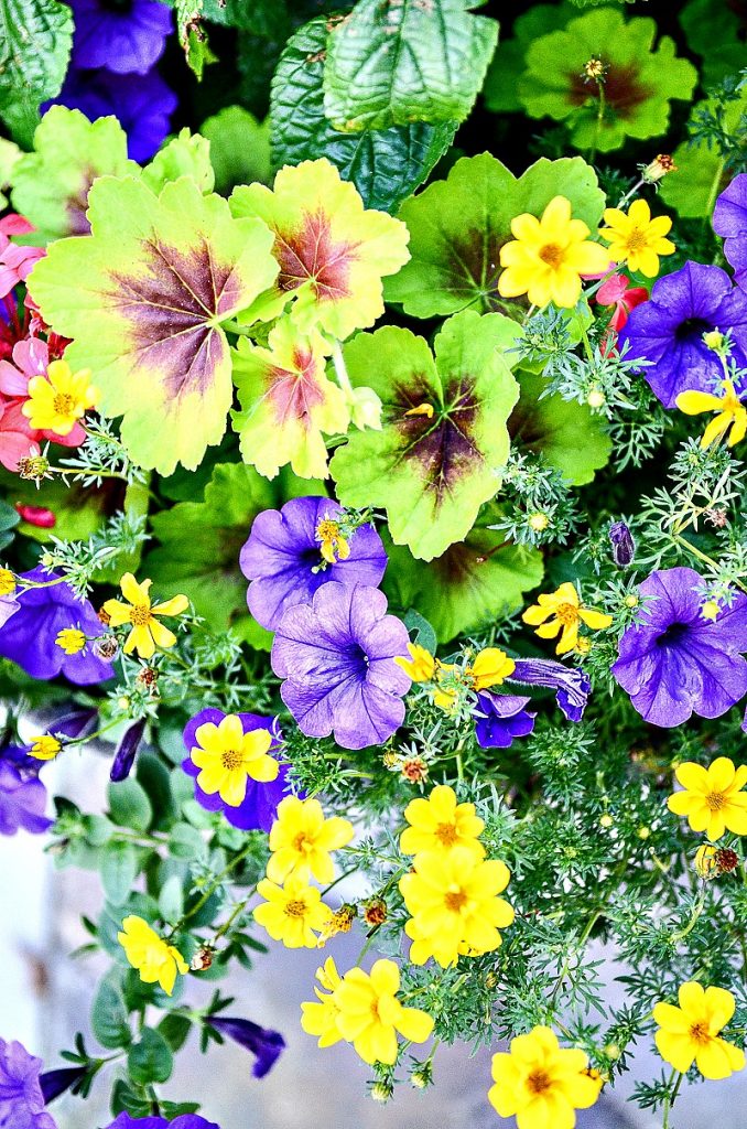 brightly colored annuals