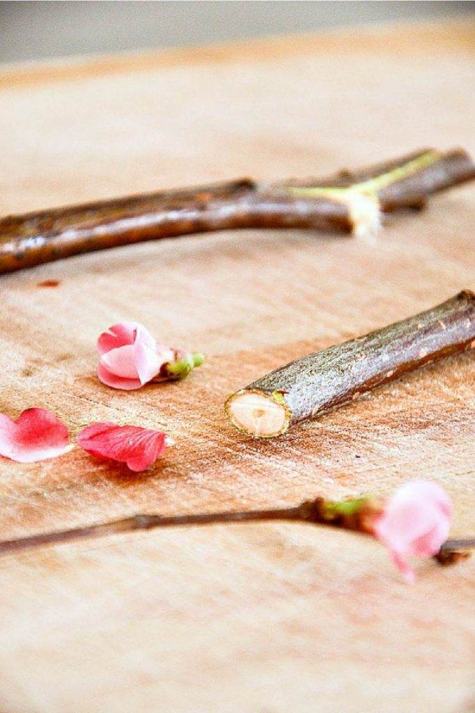 CUTTING FLOWERING BRANCHES