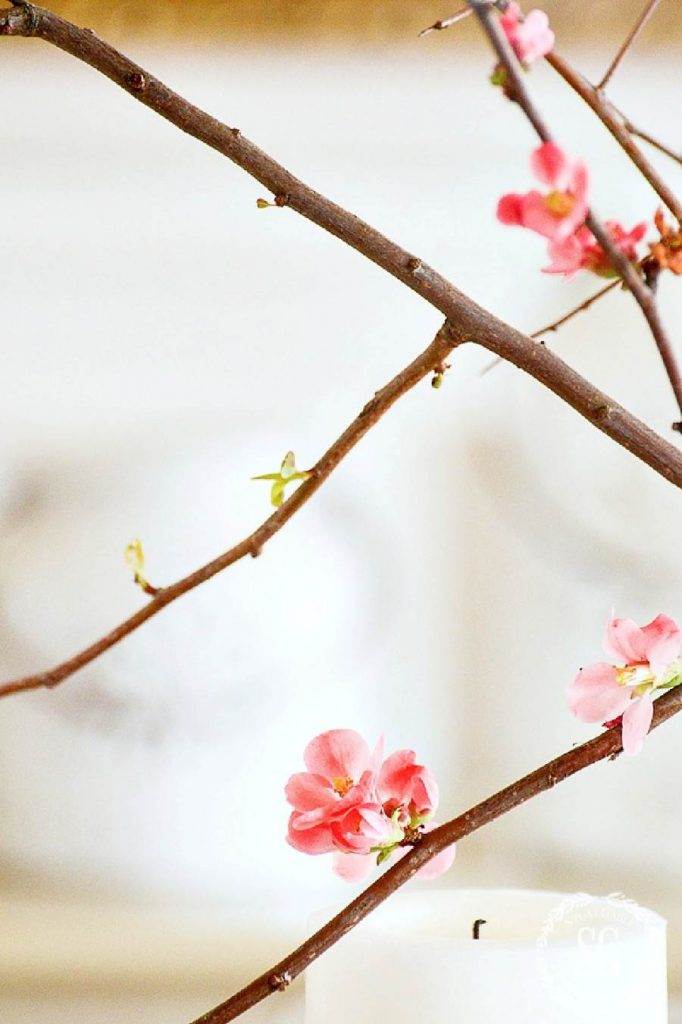 FLOWERING QUINCE BRANCHES