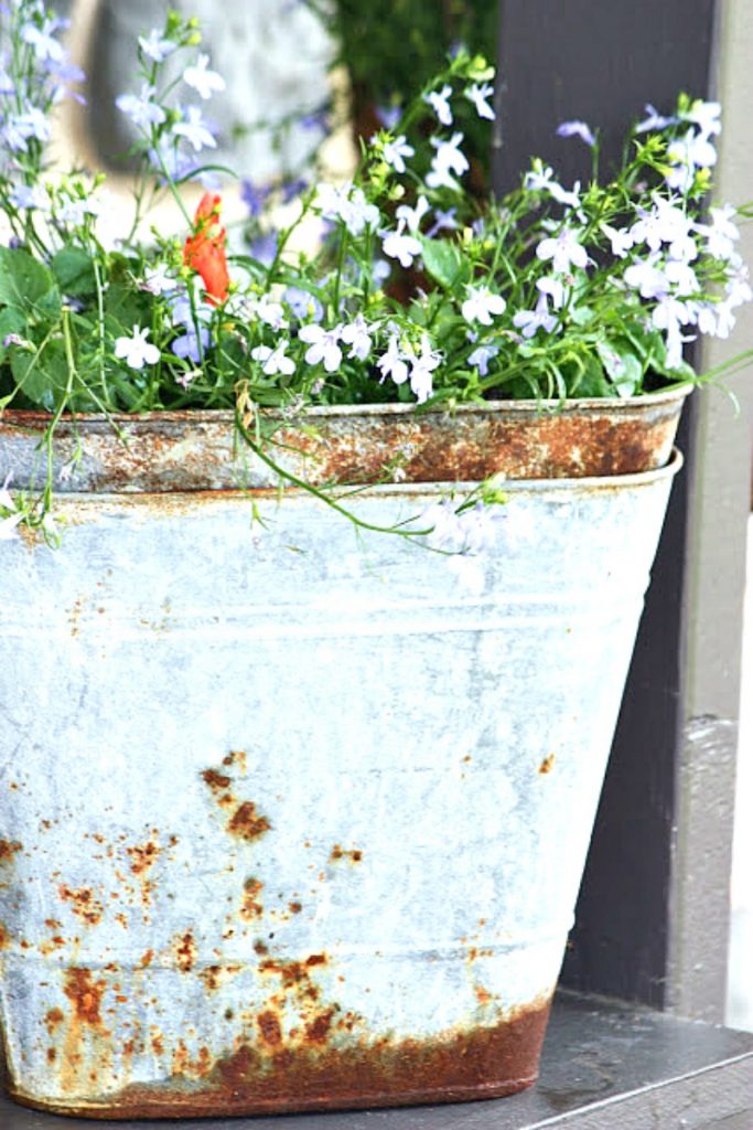 tiny blue flowers in a rusted galvanized container