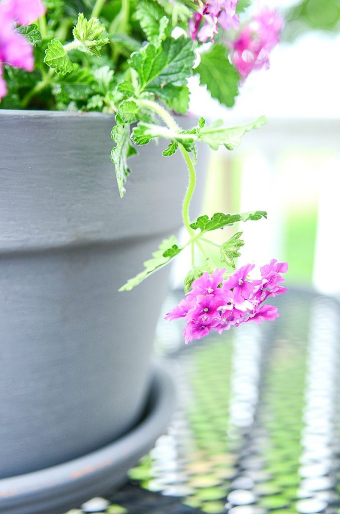 pink flowers in a gray painted terracotta pot