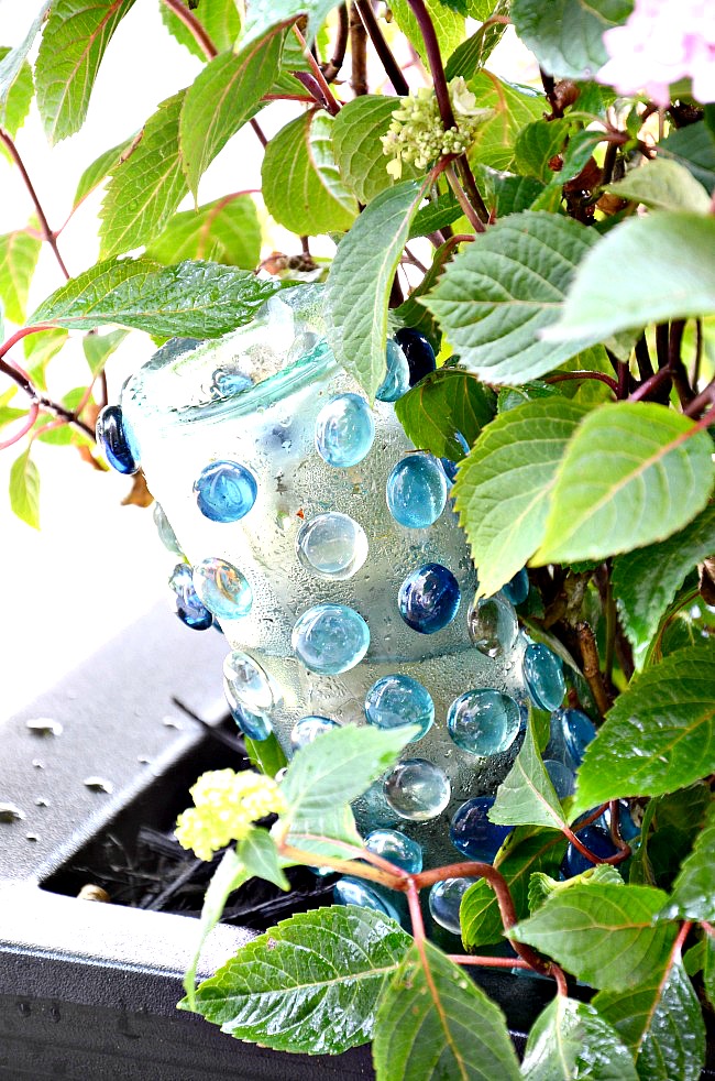 self watering bottle in a hydrangea container garden