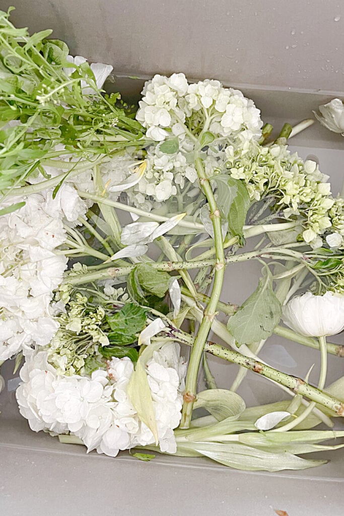 hydrangeas in water