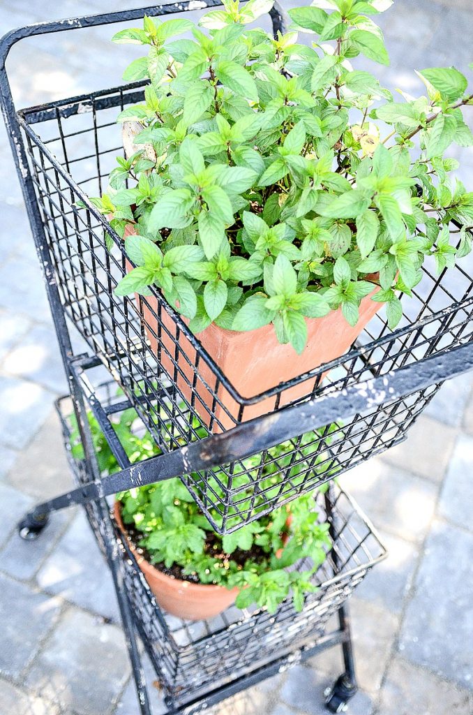 mint in terracotta pots