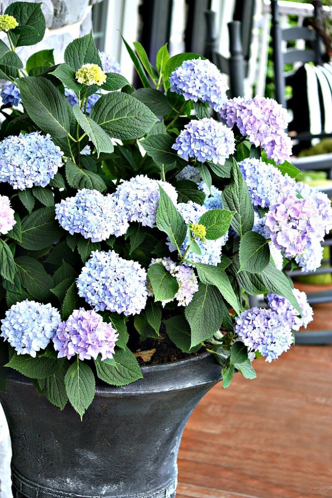 lots of hydrangea blooms in an urn on the front porch