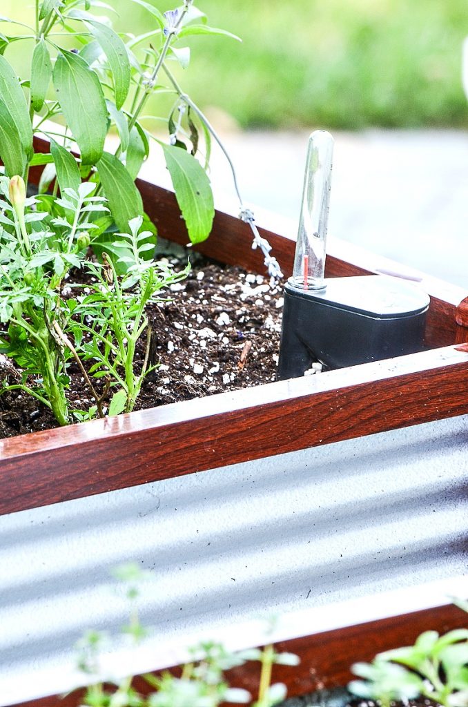 self watering gage in a container garden