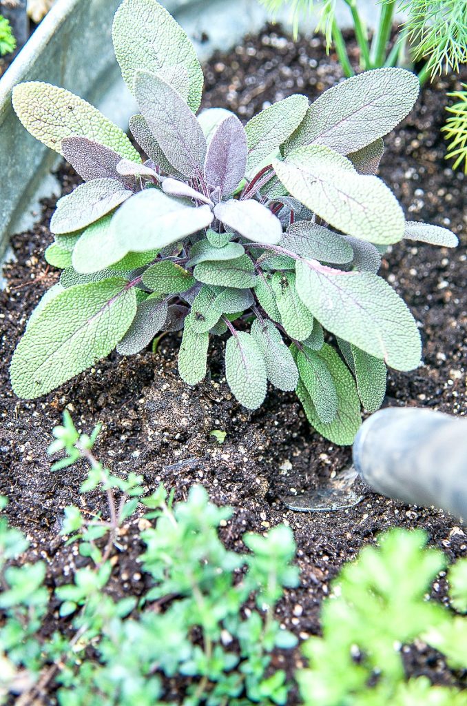 sage being planted in a galvanized tub herb garden