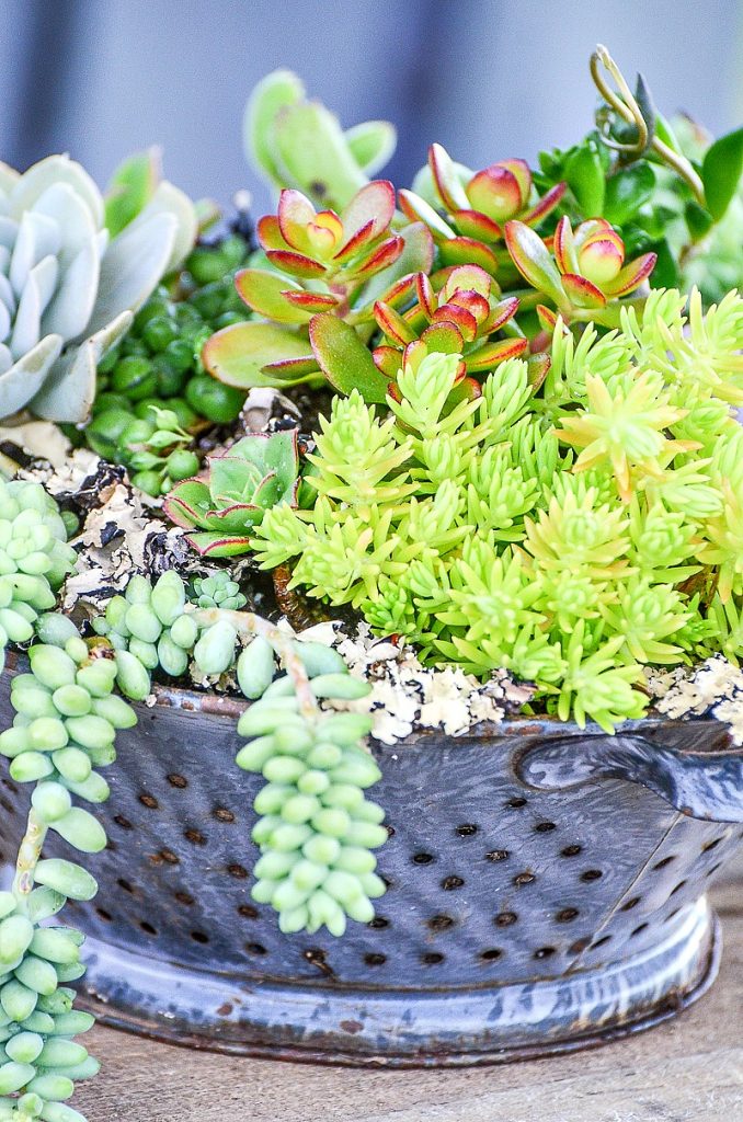 succulent garden in old colander used as a container garden