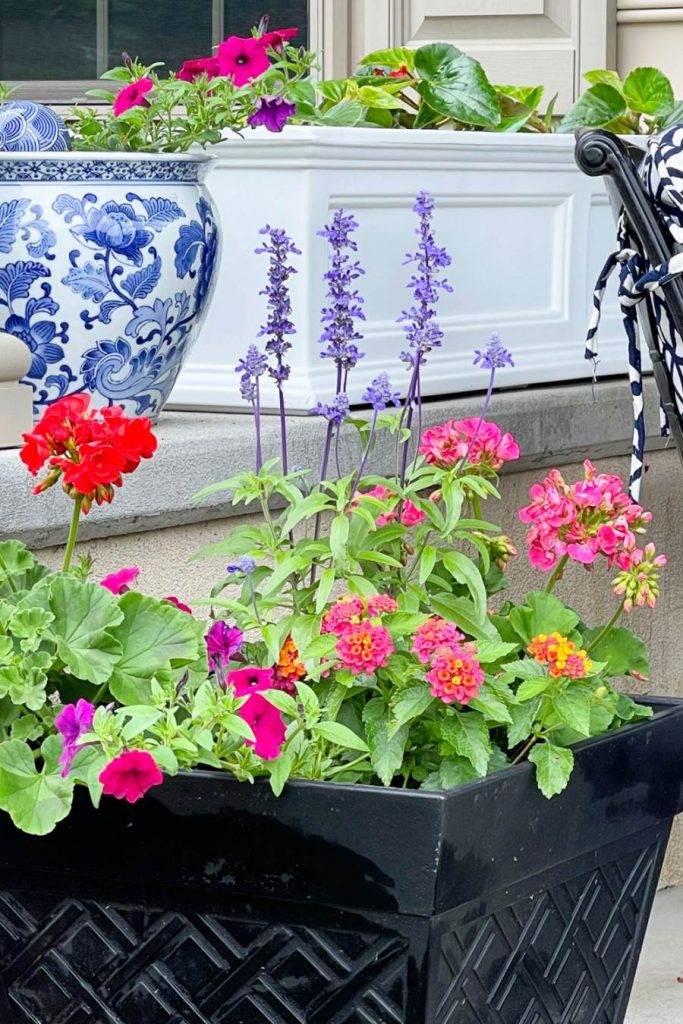 PRETTY SUMMER FLOWERS IN POTS