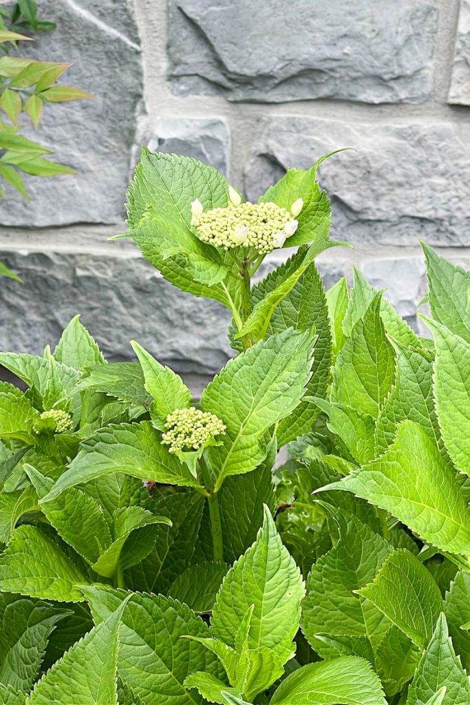 HYDRANGEA BUDDING