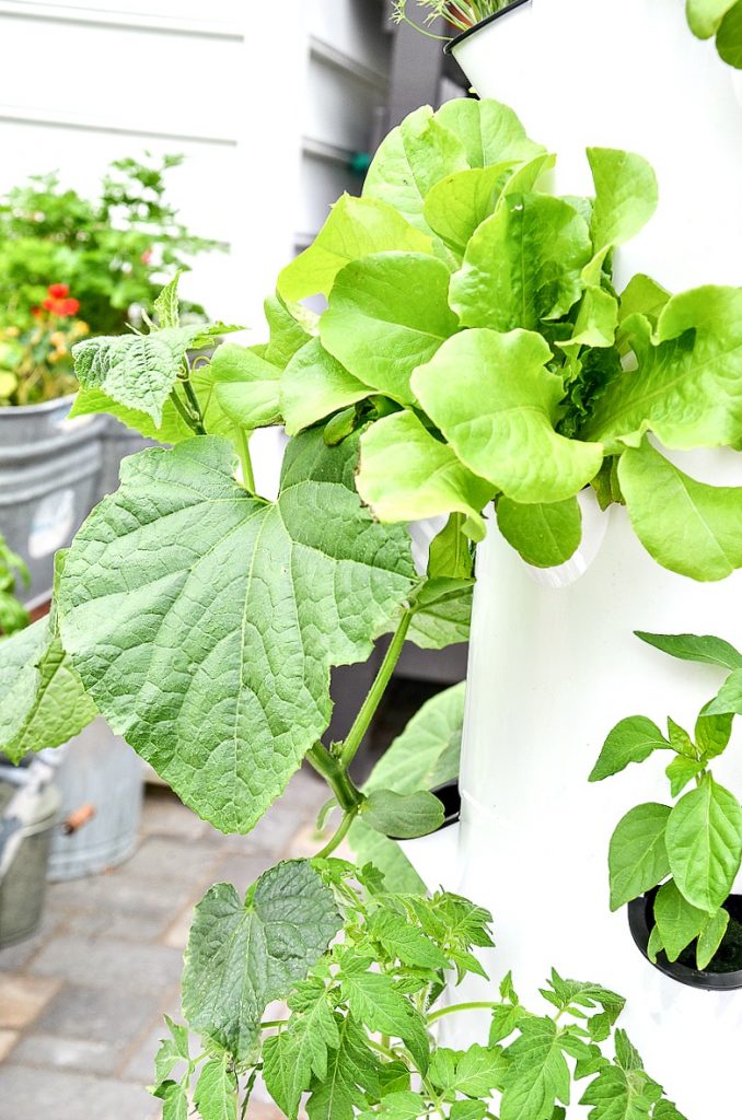 lettuce in a tower garden