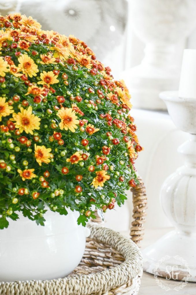 ORGANGE MUMS IN A WHITE POT