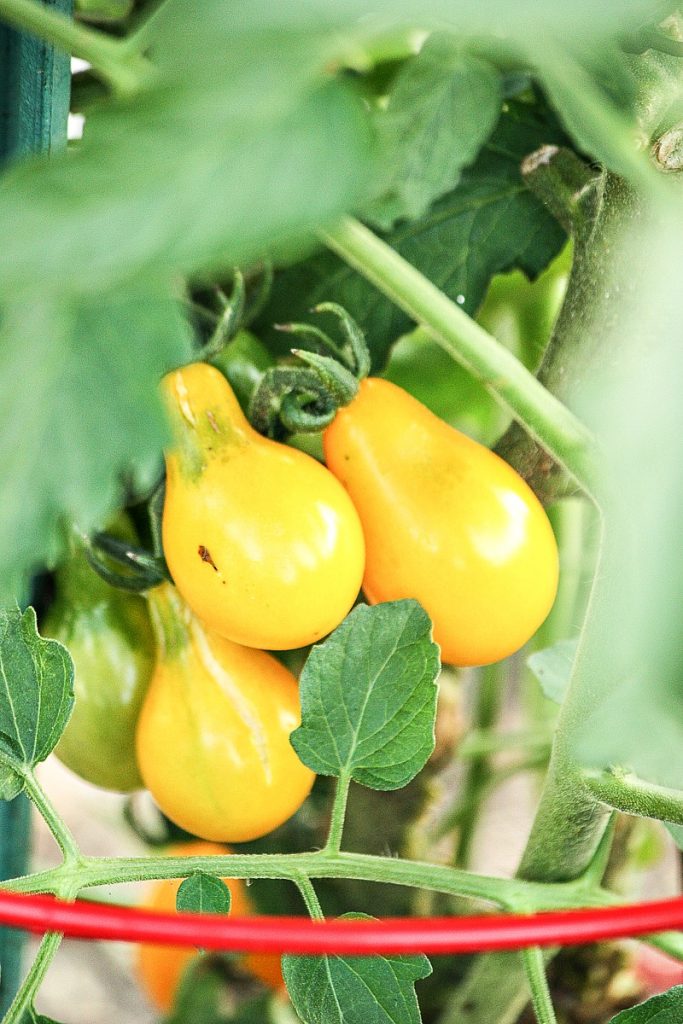 yellow tomatoes in a patio pot