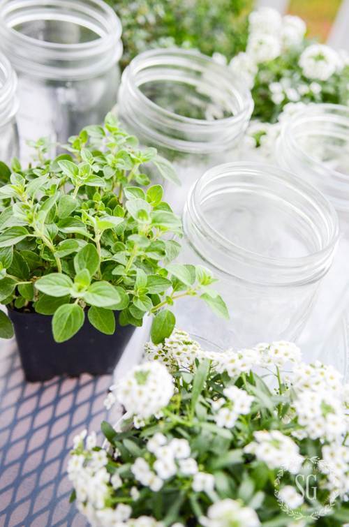 plants waiting to be put in mason jars