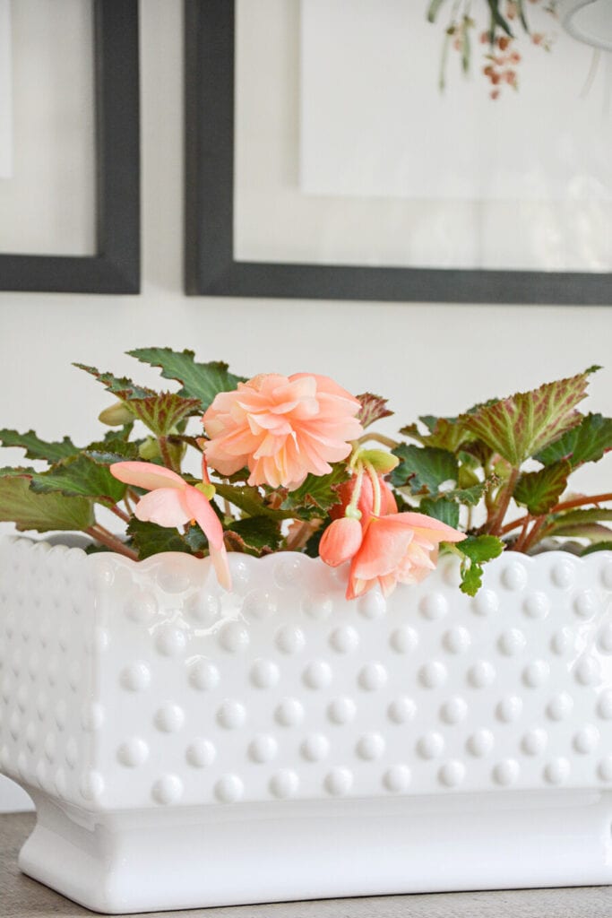 CLOSE UP OF BEGONIAS PLANTED IN A HOBNAIL PLANTER