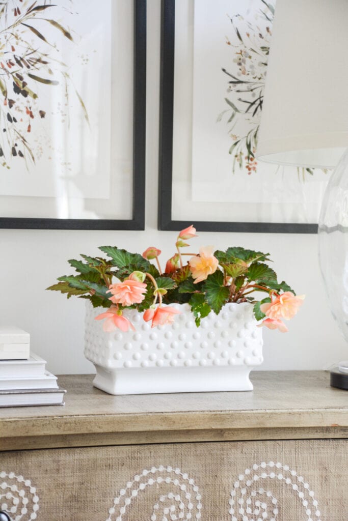 BEGONIAS ON A CHEST