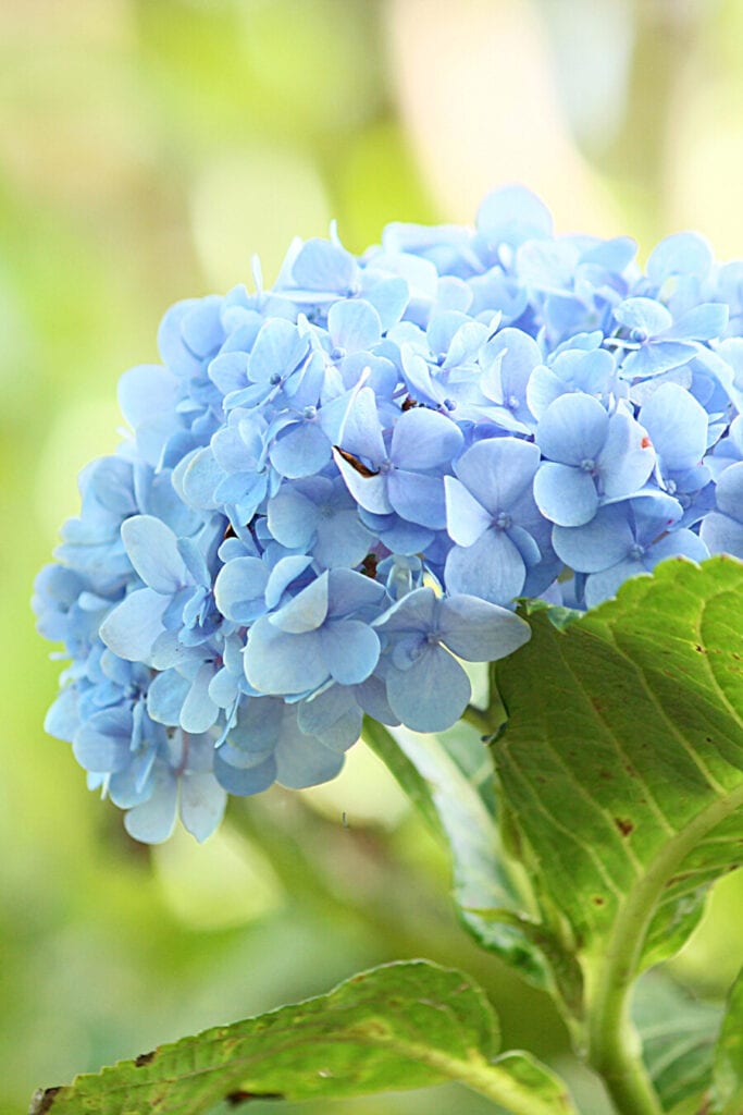 blue hydrangea