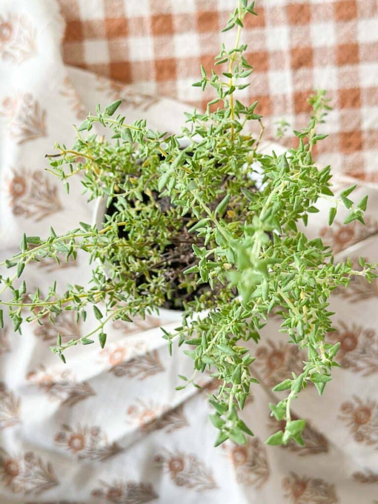 top view of thyme plant