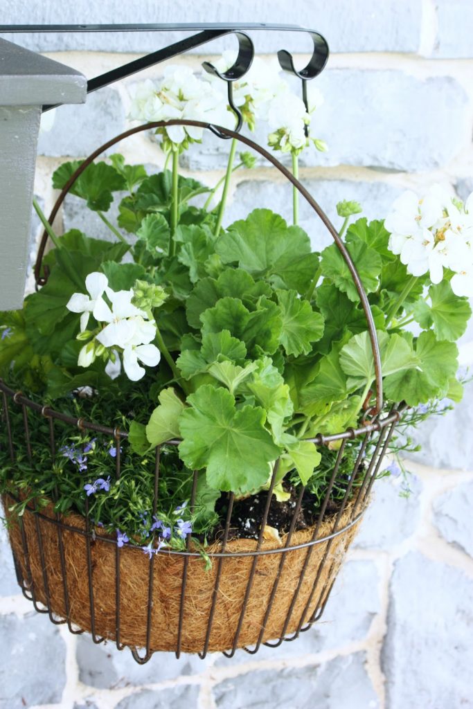 geraniums in a hanging basket