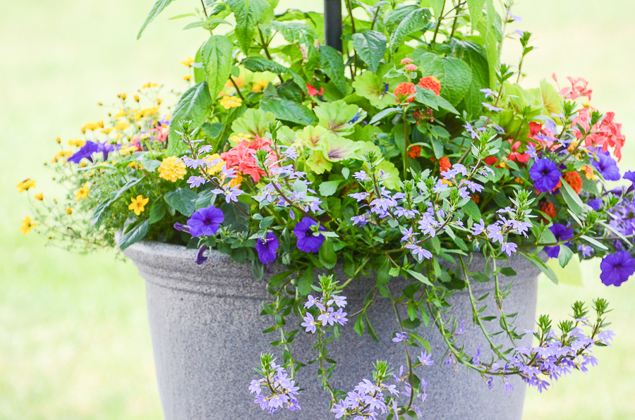 pot filled with pretty spring annuals