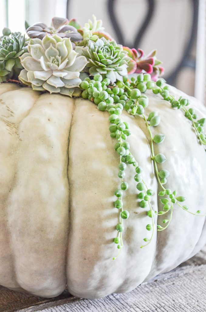 succulents planted on the top of a big cinderella pumpkin