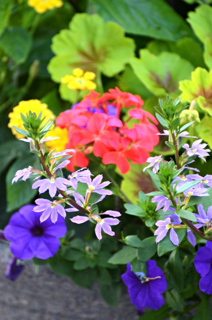 colorful flowers in container on the patio