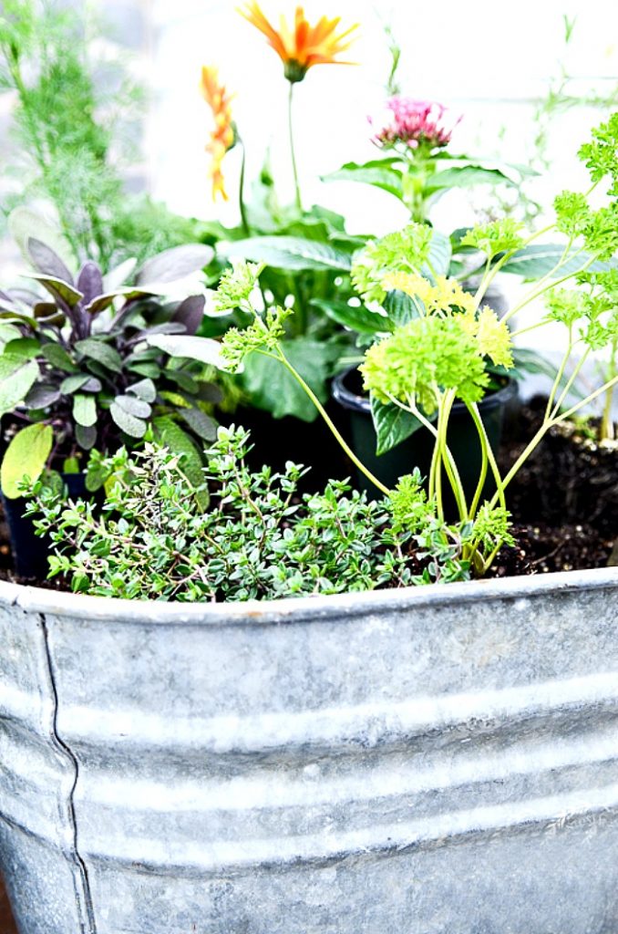 herbs and flowers in a container garden