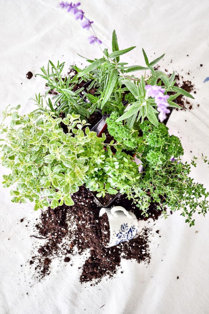 herbs and a cup full of dirt