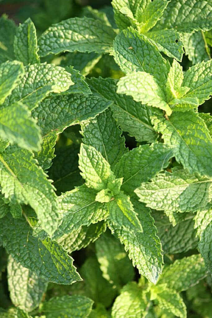 spearmint plant