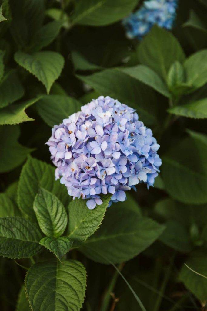 planting hydrangeas- blue hydrangeas