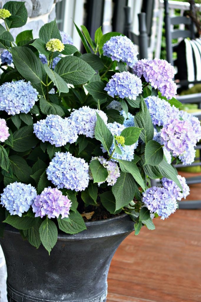 BLUE HYDRANGEAS IN POT