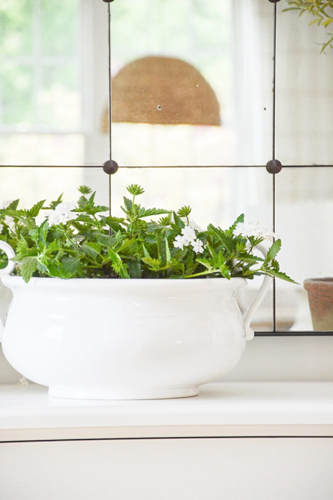 white containers on a buffet filled with white perennial verbena