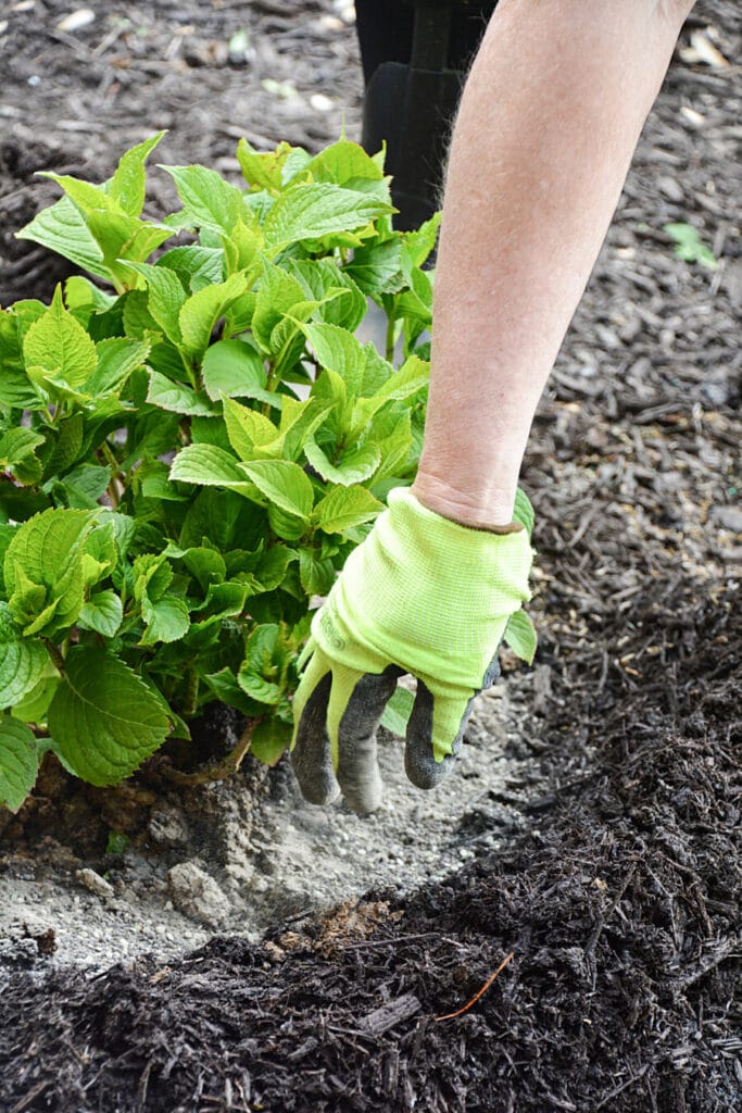 adding soil acidifier around a hydrangea plant